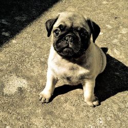 Close-up of dog on field