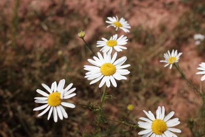 High angle view of chamomile flowers growing on field