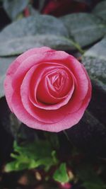 Close-up of pink rose