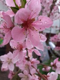 Close-up of pink cherry blossoms