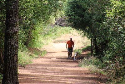 Rear view of man walking on road amidst trees