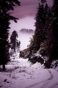 Snow covered trees in forest against sky