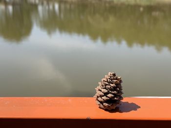 High angle view of pine cone on lake