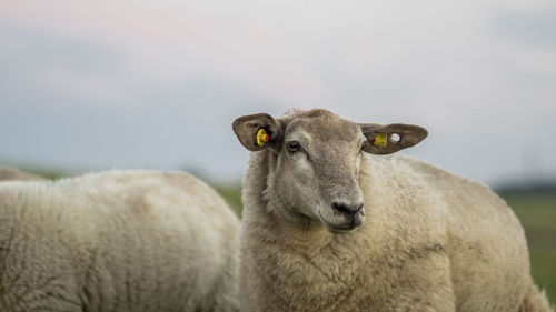 Close-up of sheep on farm