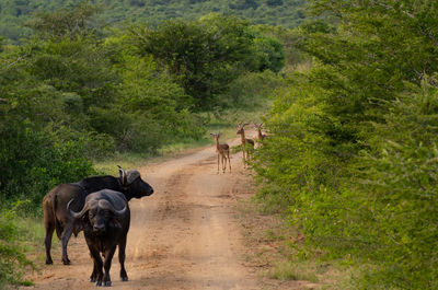 Impala and water buffalo or cape buffalo in hluhluwe national park nature reserve south africa