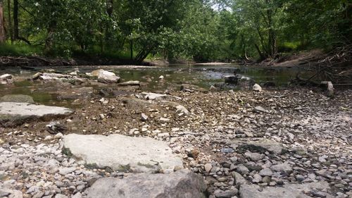 Scenic view of forest
