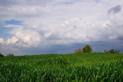 Scenic view of agricultural field against sky