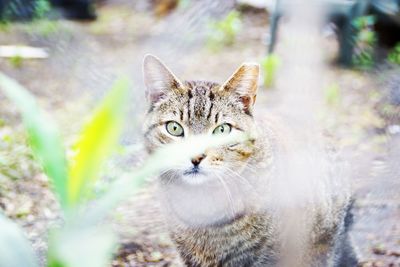 Close-up portrait of tabby cat