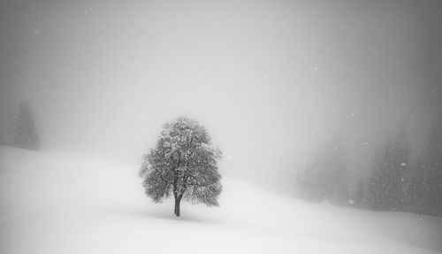 Tree on snow covered field