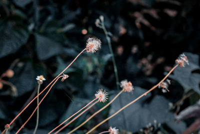 Close-up of wilted plant