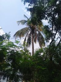 Low angle view of coconut palm trees against sky