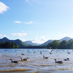 Ducks swimming in lake against sky