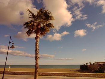 Palm trees on beach against sky