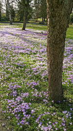 Purple flowers on tree trunk