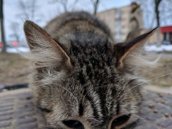 Close-up portrait of cat