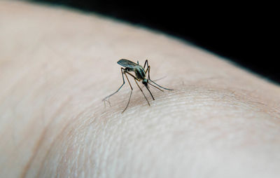Close-up of mosquito on human skin