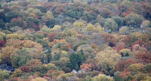 High angle view of trees in forest during autumn