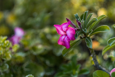 Close-up of pink flowering plant