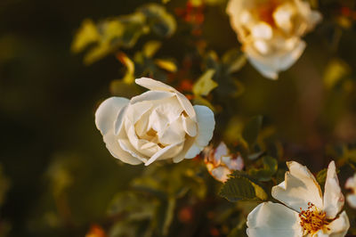 Close-up of white flowering plant