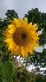 Close-up of sunflower against sky