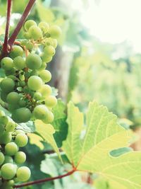 Close-up of grapes hanging on tree