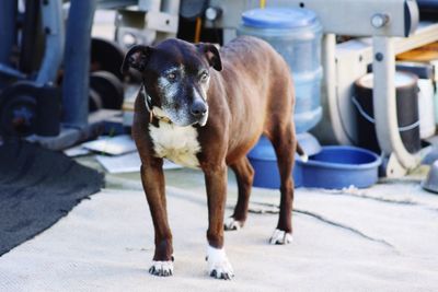 Portrait of dog standing outdoors