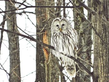 Close-up of owl perching on tree
