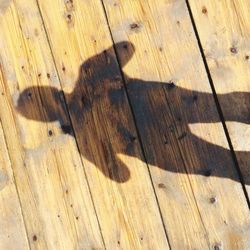 High angle view of shadow on wooden floor