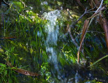 Scenic view of waterfall in forest