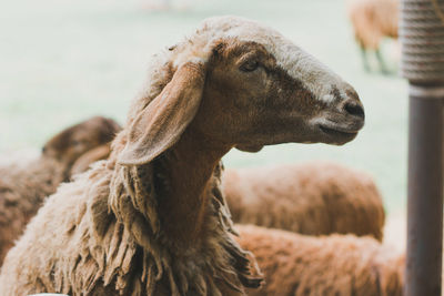 Close-up of sheep looking away at farm