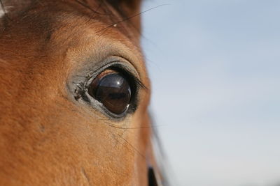 Close-up of horse eye