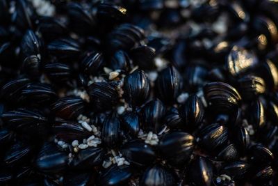 Full frame shot of mussels