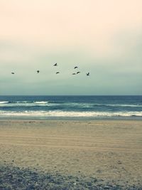 Birds flying over beach against sky