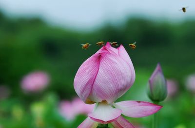 Close-up of bees flying over pink flower