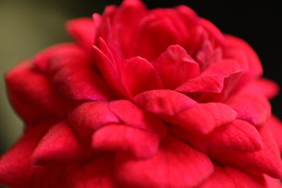 Close-up of red flower