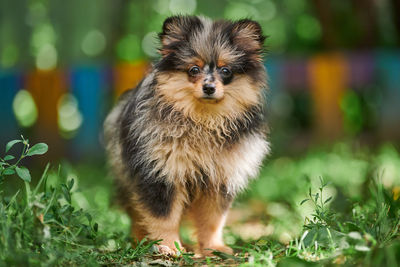 Portrait of dog on field