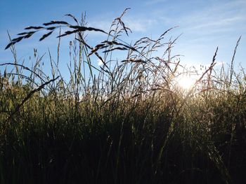 Scenic view of field against sky at sunset