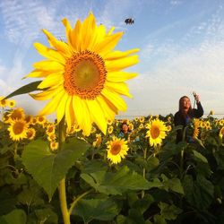 Close-up of sunflower