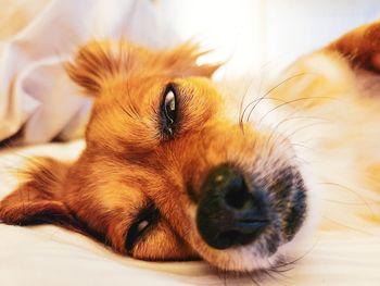Close-up of a dog resting
