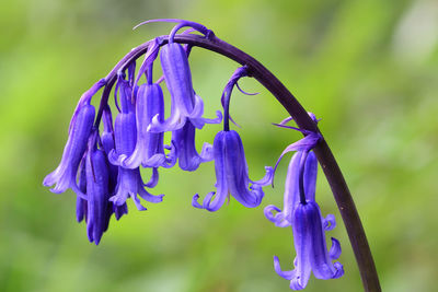 Close-up of purple wet blue flower