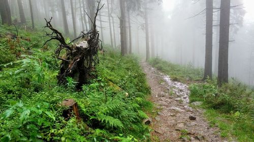 Plants growing in forest