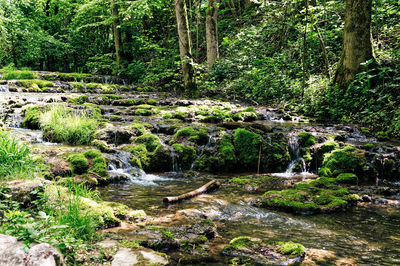 Stream flowing through rocks in forest