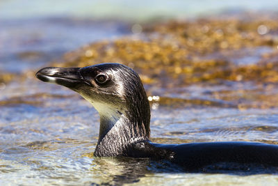 The african penguin colony on boulders beach near cape town, south africa
