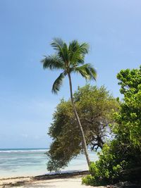 Palm tree by sea against sky