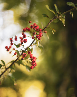 Close-up of berries growing on tree