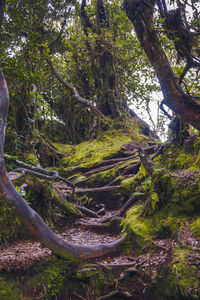 Trees growing in forest