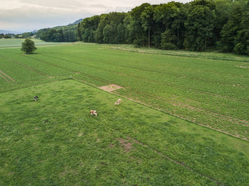 Aerial view of cows grazing on green field