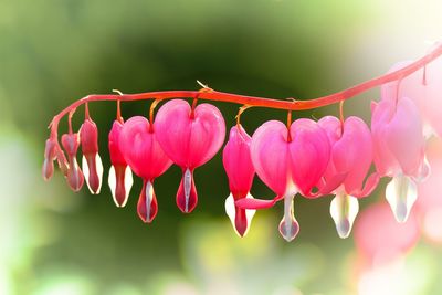 Close-up of pink flowering plants