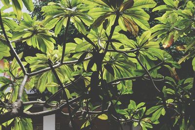 Close-up of green leaves