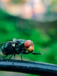 Close-up of fly